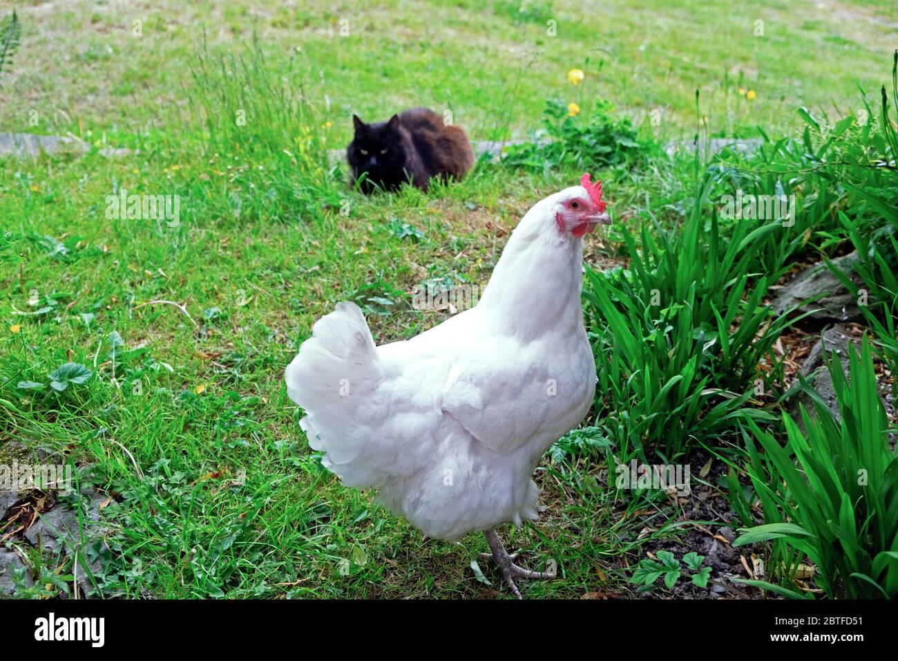 Chat de la Forêt norvégienne noire assis dans le jardin en regardant une poule blanche de poulet Leghorn au printemps mai 2020 pays de Galles Royaume-Uni. KATHY DEWITT Banque D'Images