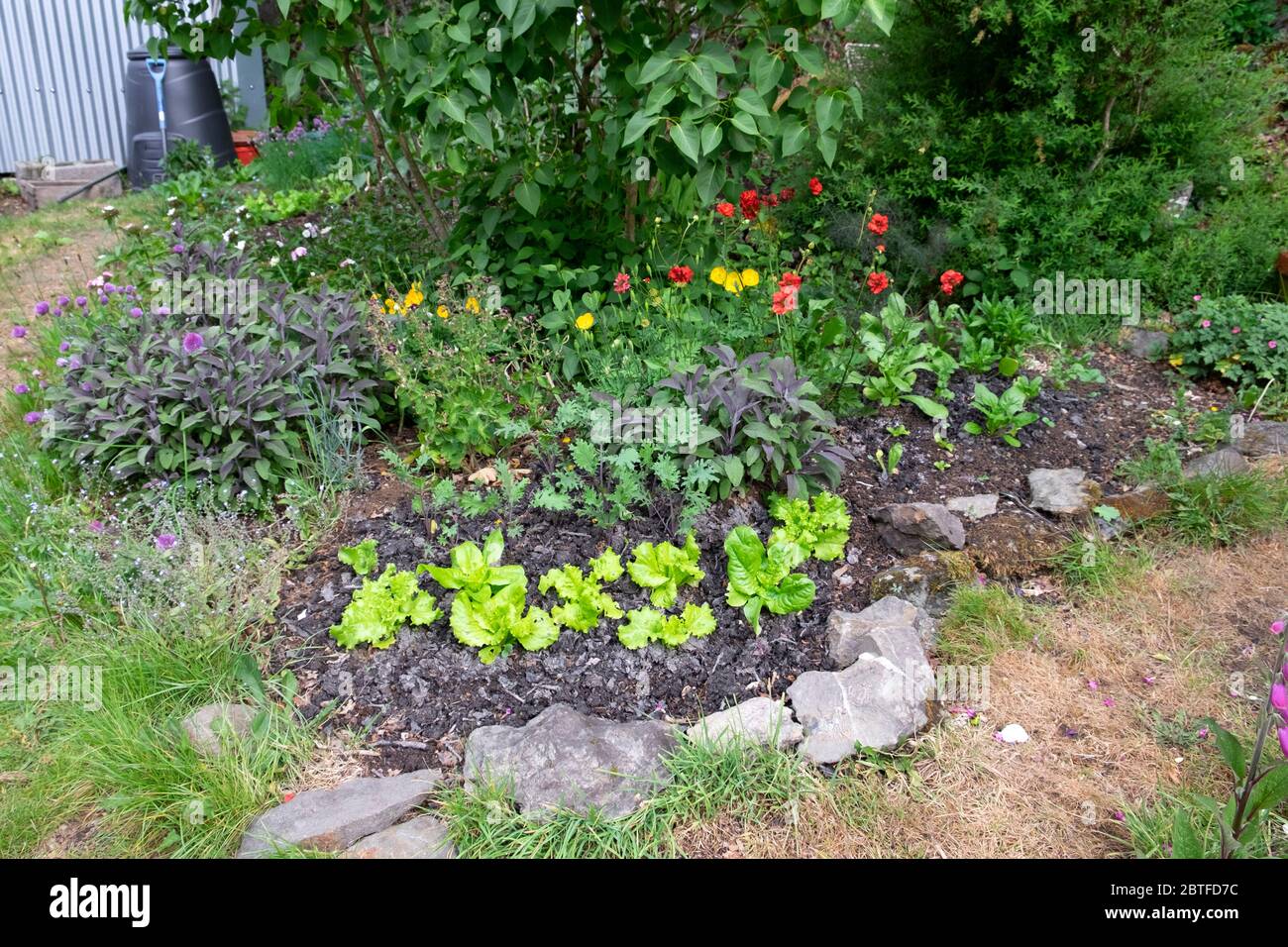 Les fleurs cultivées dans un petit jardin avec des plantes de sauge rouges, kale russe, au printemps de mai Carmarthenshire Wales UK KATHY DEWITT Banque D'Images