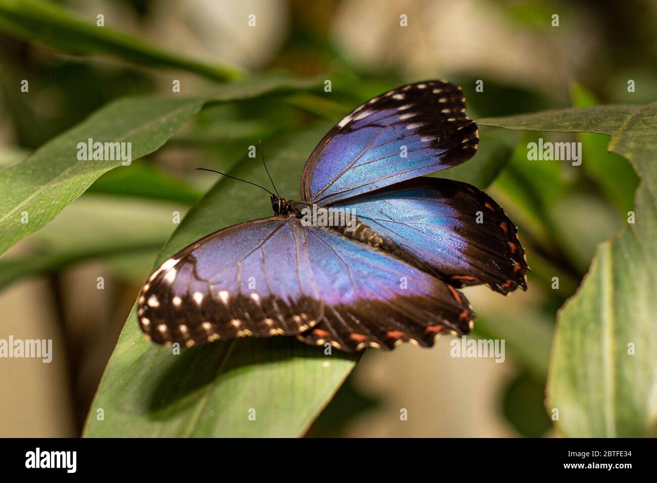 Bleu monarque papillon macro dans la nature Banque D'Images