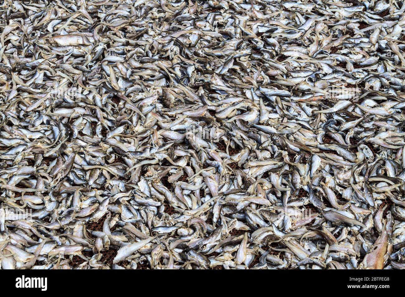 De petits poissons de rivière sèchent au soleil pour faire de la pâte de poisson à Kompong Pluk (Phluk), un groupe de trois villages en maisons à pilotis Banque D'Images