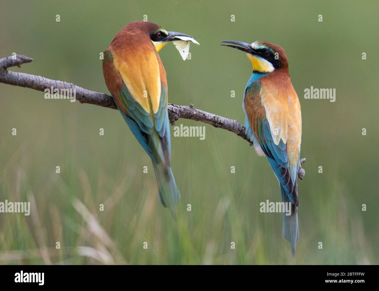 Lambsheim, Allemagne. 25 mai 2020. Ce Bee-eater présente un papillon à son partenaire. Une des plus grandes colonies d'oiseaux migrateurs colorés, qui volent vers l'Afrique pour passer la saison froide après avoir élevé leur jeune, se reporte ici sur les terrains d'une fosse de sable. Crédit : Boris Roessler/dpa/Alay Live News Banque D'Images