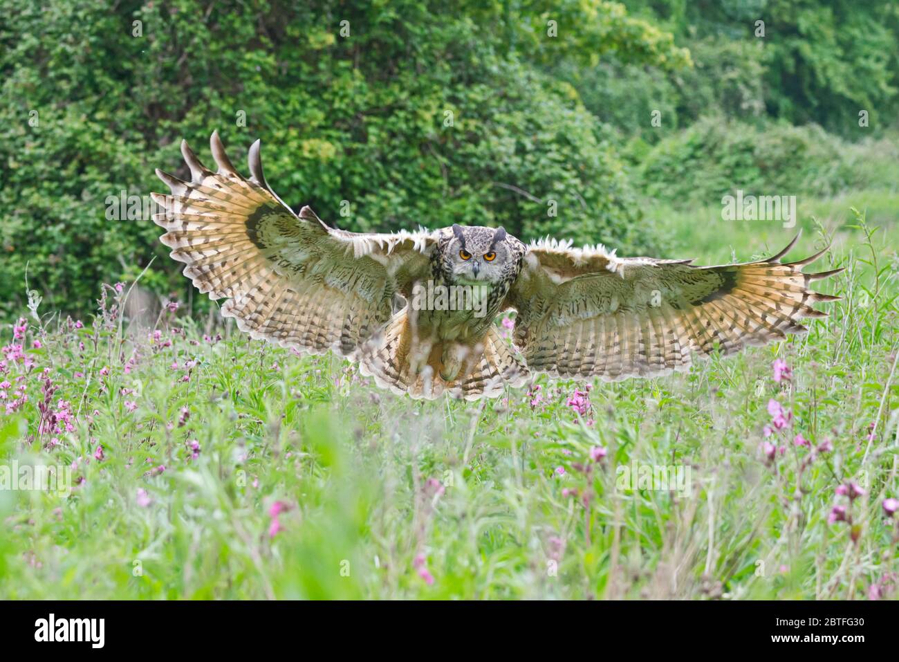 Un hibou de l'aigle européen survolé la zone de prairie du Centre Barn Owl de Gloucestershire pendant une journée de photographie. Banque D'Images