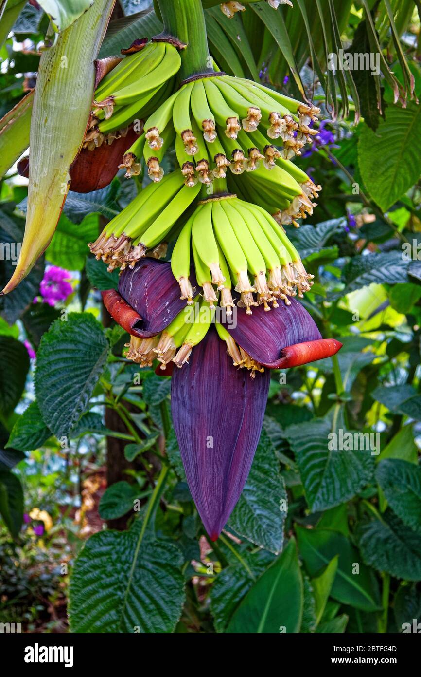 Bananes en croissance, petits pains, vert vif, inflorescence pourpre, feuilles vertes texturées, plante herbacée à fleurs vivaces, espèces de Musa, tropical, edi Banque D'Images