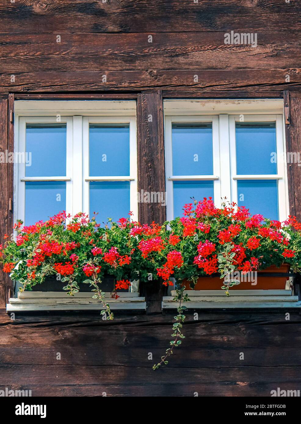 Fenêtre typique d'un chalet alpin en bois. Cabane en bois, fleurs rouges dans la fenêtre. Architecture alpine traditionnelle. Alpes. Cabane alpine. Décoration de fleurs. Photo verticale. Banque D'Images