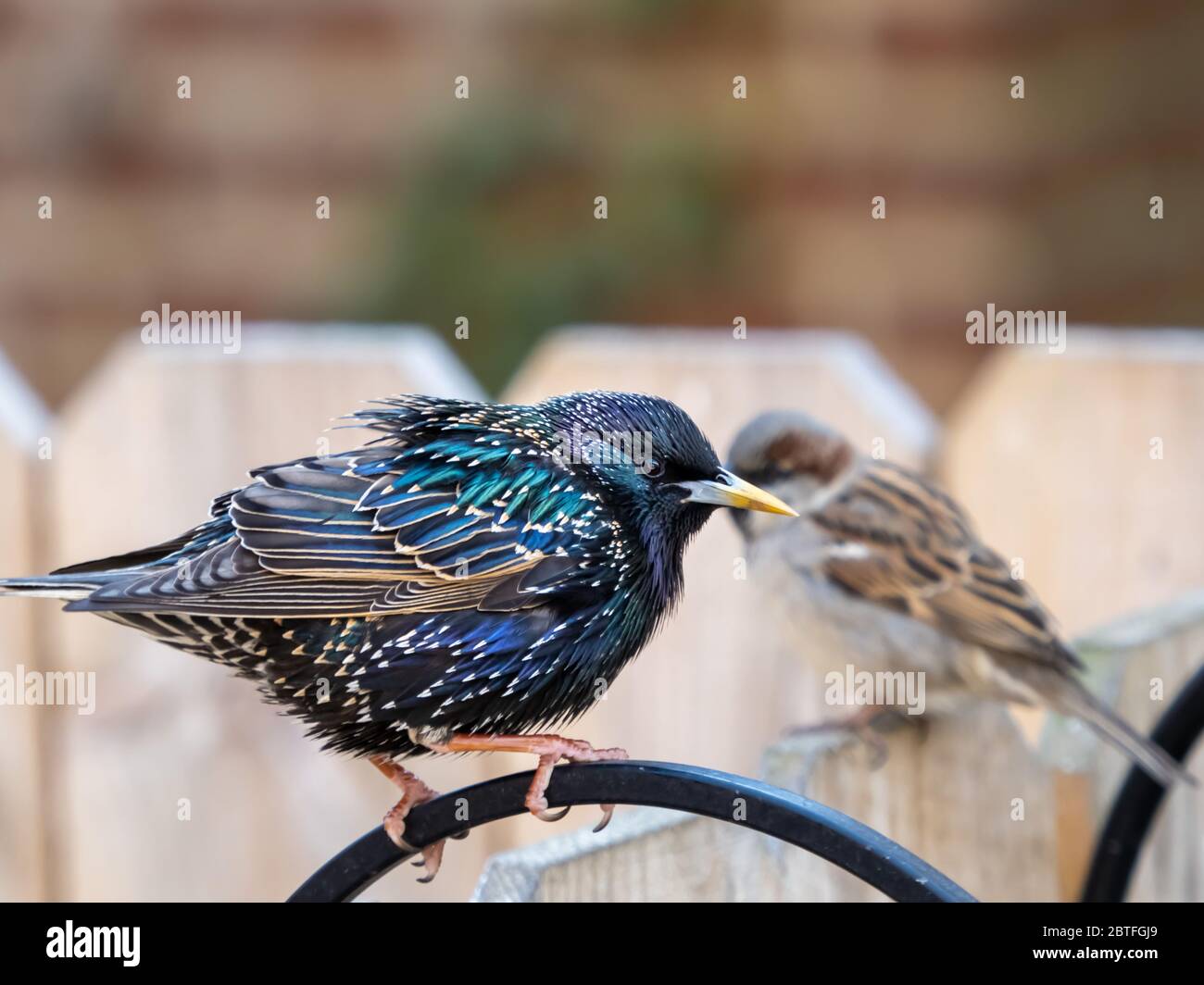 Oiseau étincelant d'étoile colorée perché sur un métal noir avec un petit moineau derrière lui perché sur une clôture en bois. Oiseaux dans la nature avec une brique Banque D'Images