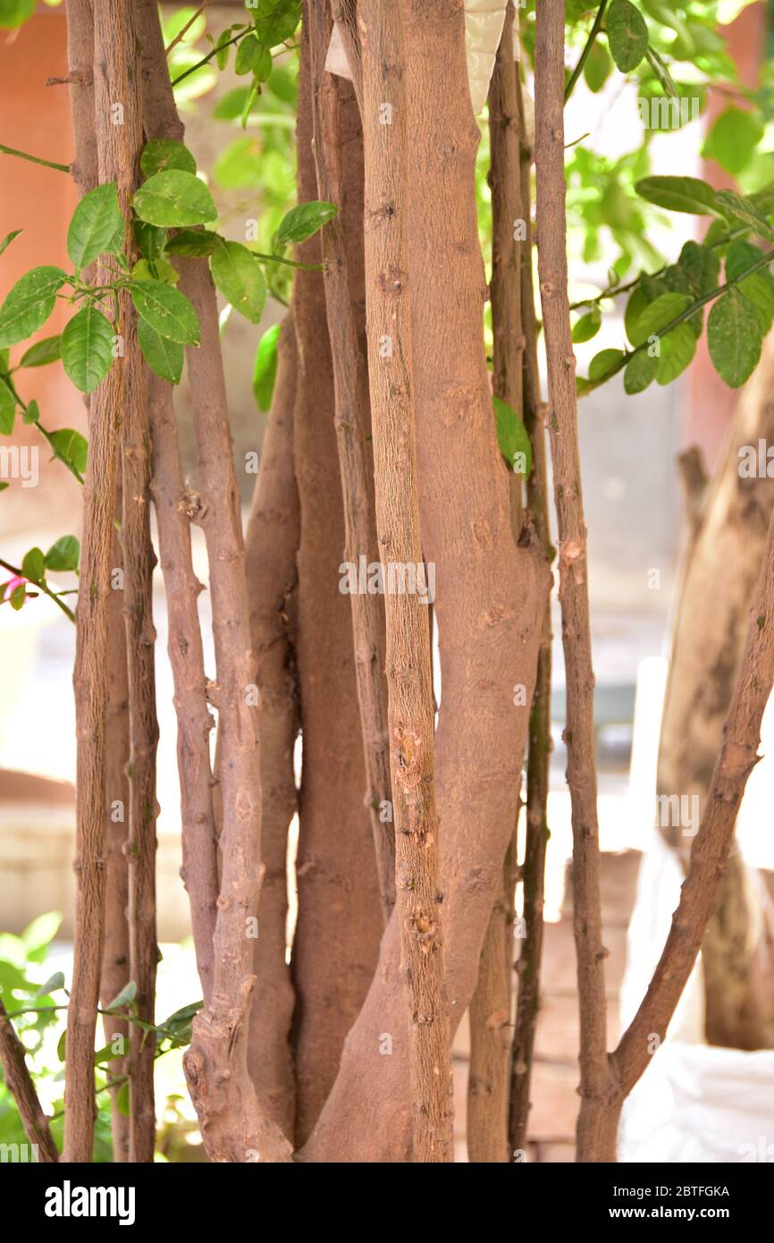 Feuilles vertes et brindilles de citronniers Banque D'Images