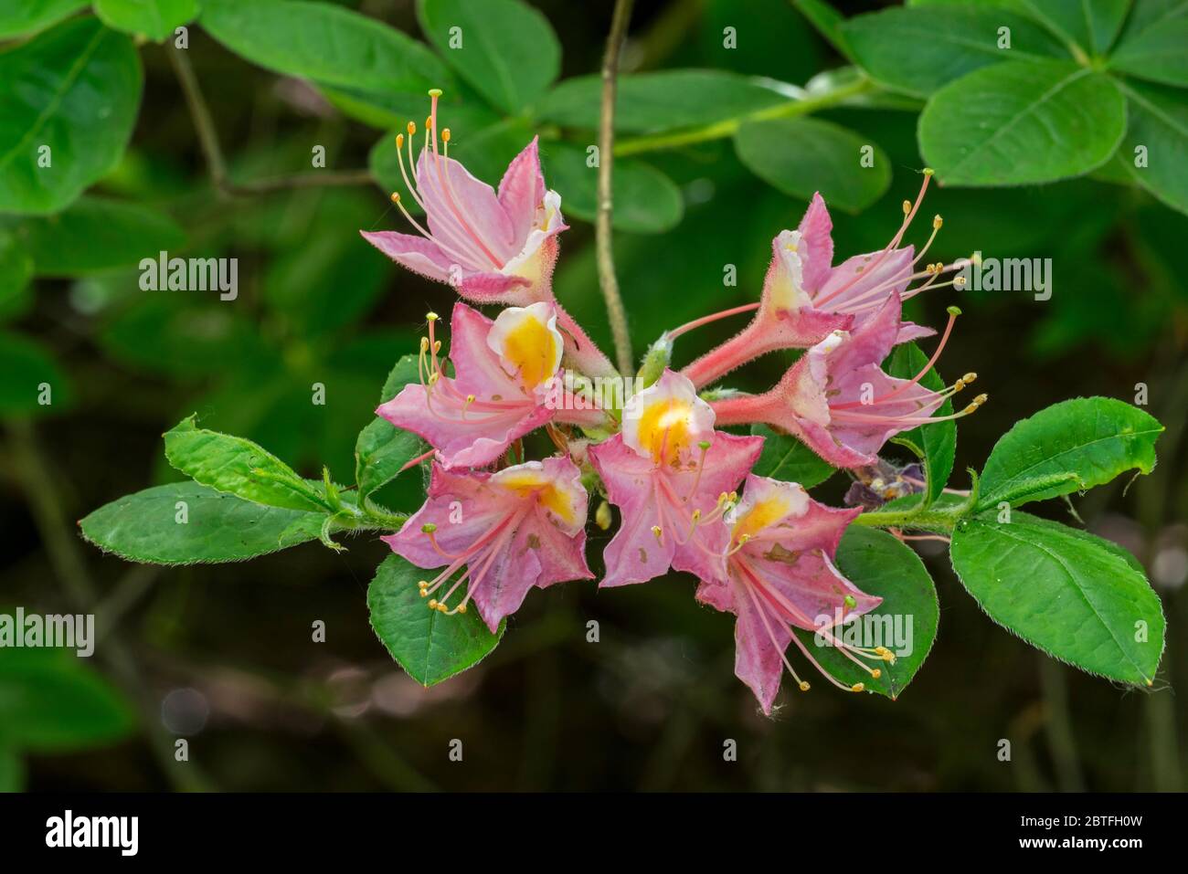 Rhododendron Flammeolum incarnatum, gros plan montrant des fleurs et des feuilles roses au printemps Banque D'Images