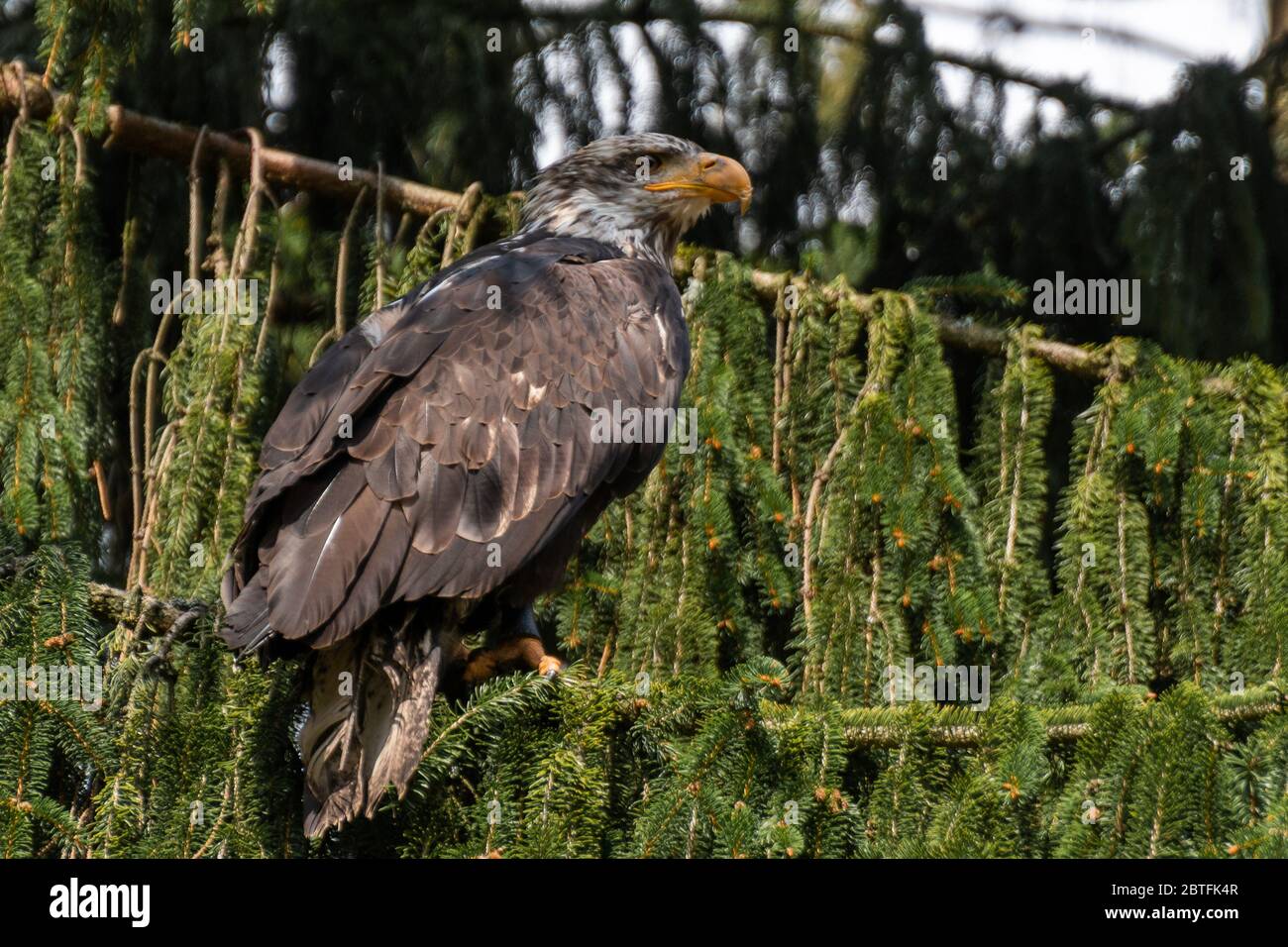 Un aigle à tête blanche est assis dans un arbre Banque D'Images