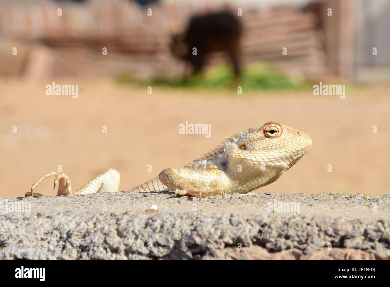 Un caméléon assis sur le mur attendant de manger Banque D'Images