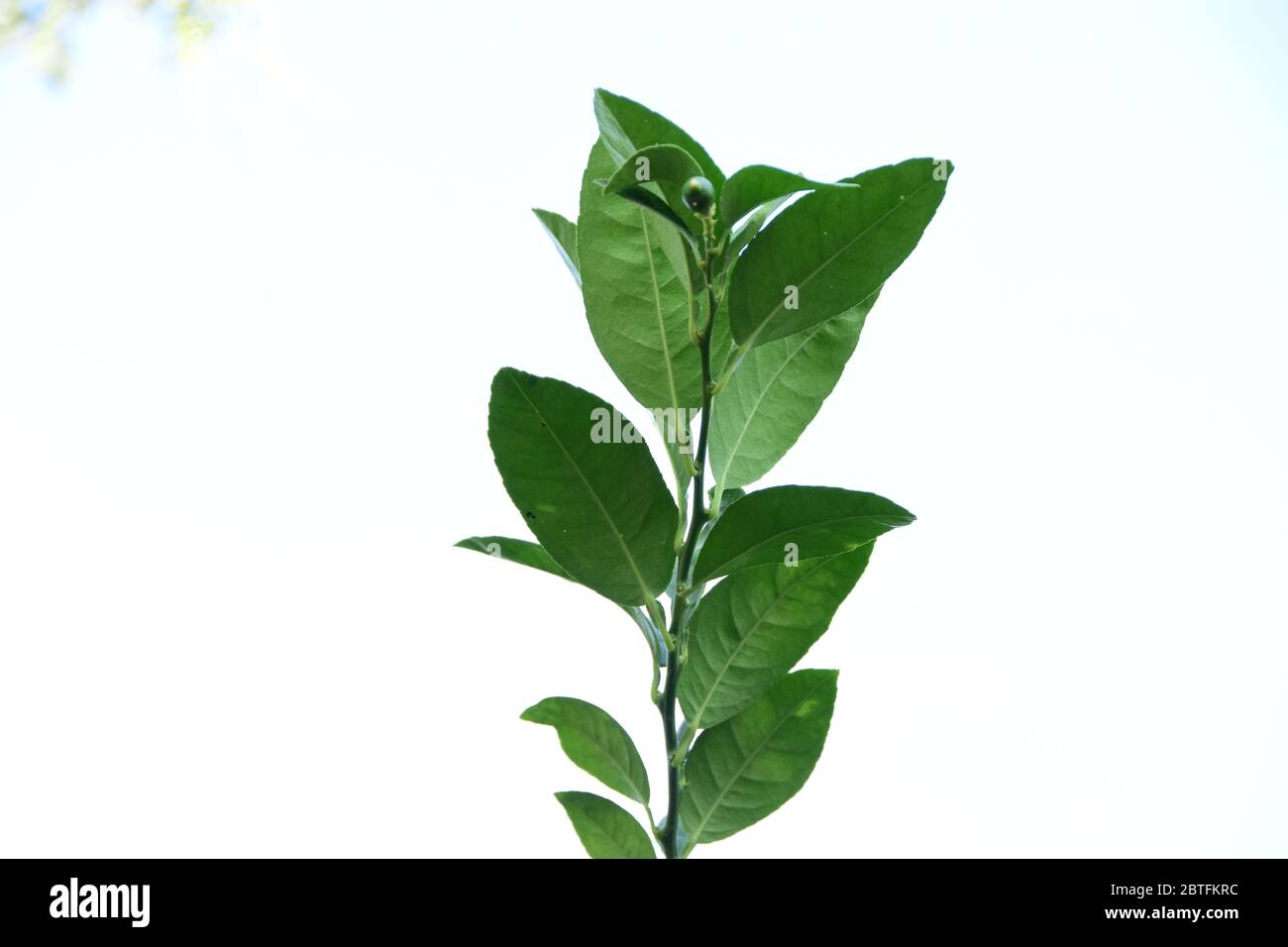 Belle vue sur les feuilles vertes de citronniers Banque D'Images