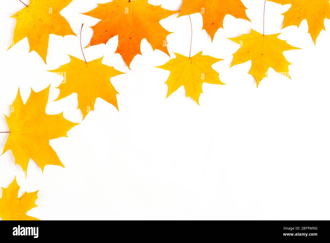 Composition d'automne, des feuilles d'érable, vue de dessus du châssis mise à plat Banque D'Images