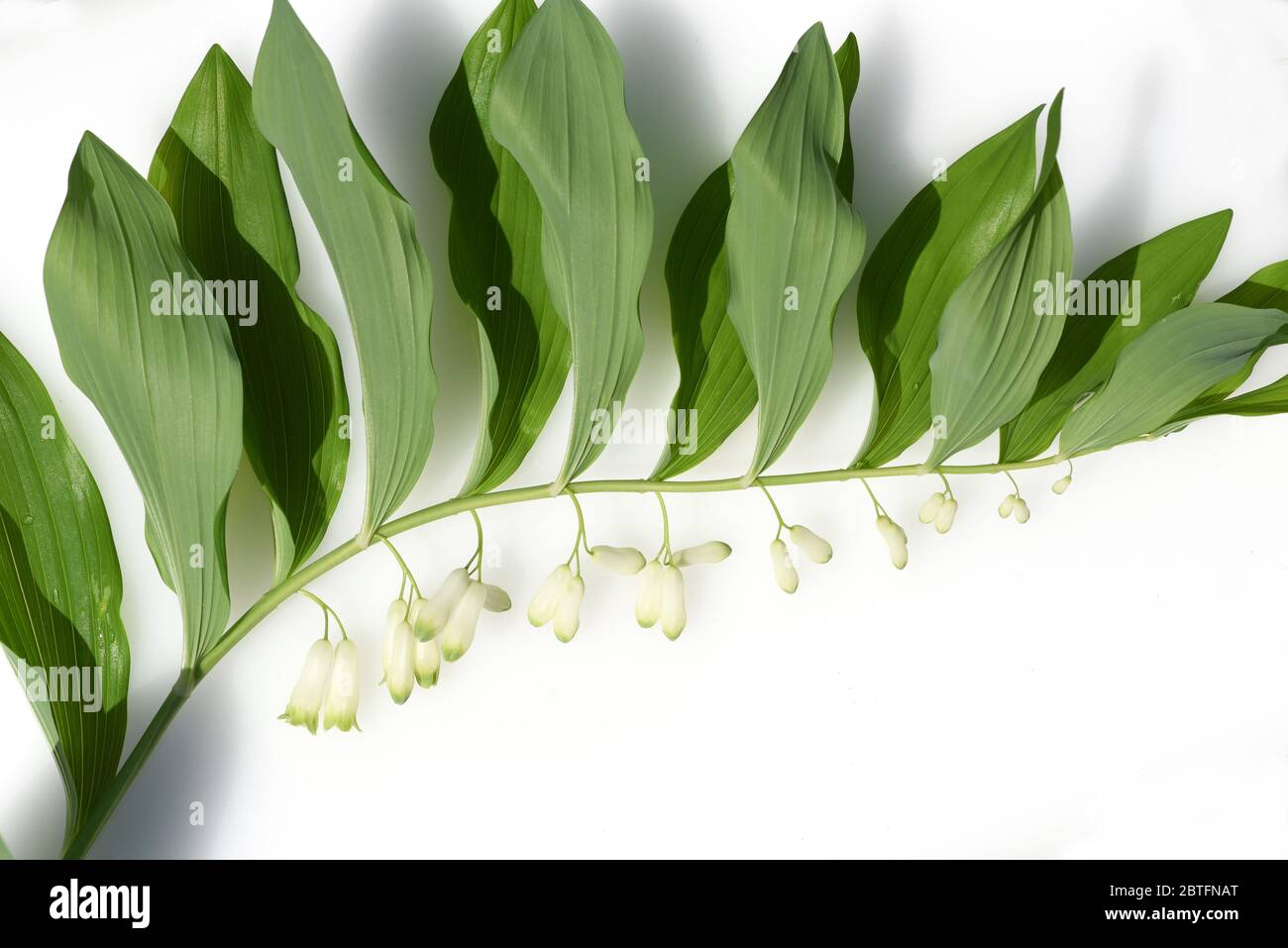 Salomonsiegel, Polygonatum odoratum ist eine wichtige Heil- und Medizinalpflanze und mit weissen Blueten. Solomon Seal, Polygonatum odoratum est un imp Banque D'Images