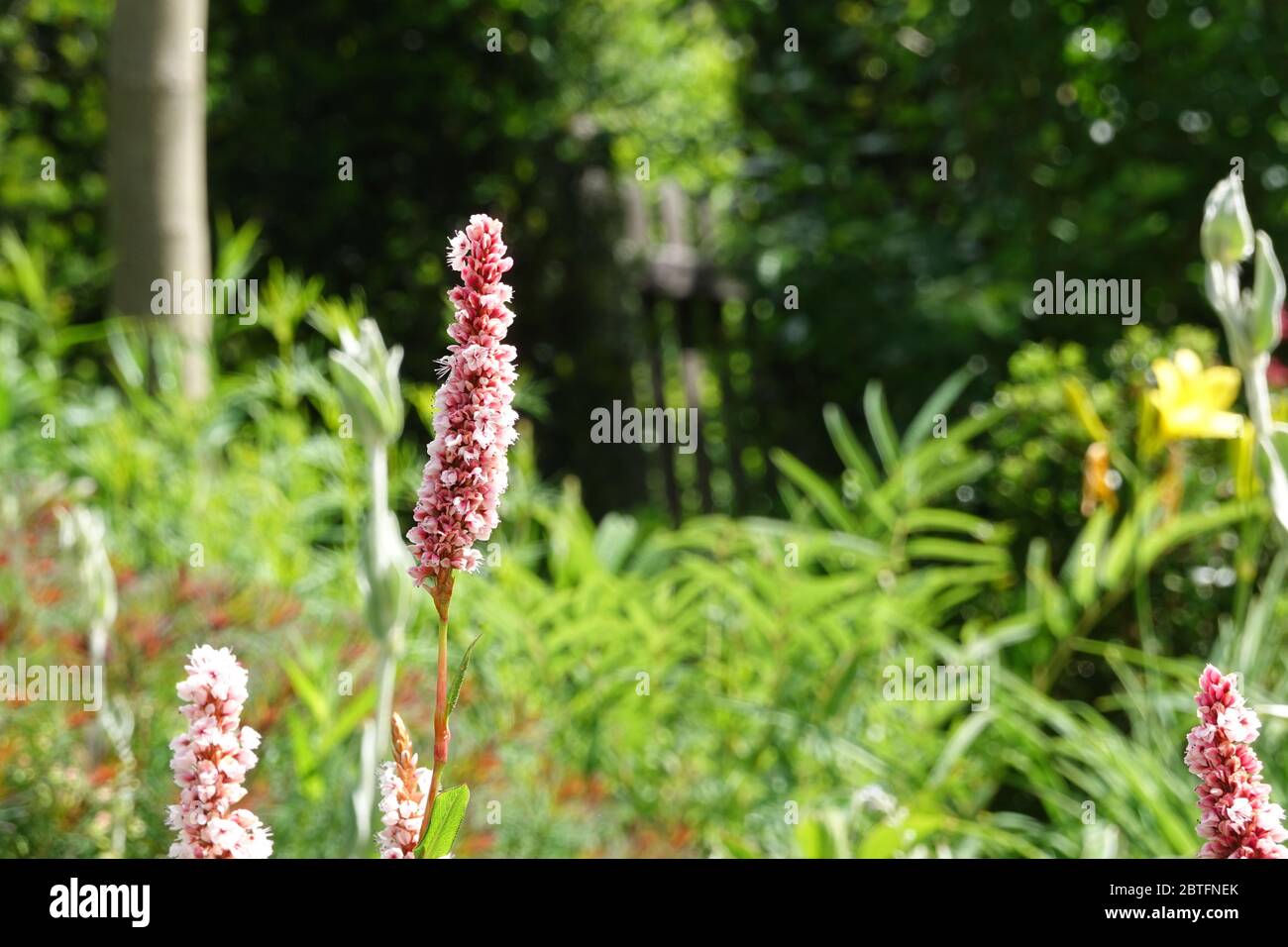 Fleurs roses de Bistorta affinis superbum, Persicaria affinis, fleurs de molleton ou de nouaded, gros plan, Teppichknöterich, Schneckenknöterich Banque D'Images