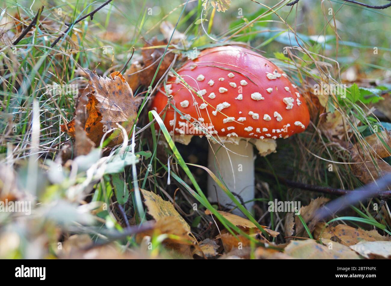 Le champignon Amanita, avec un chapeau rouge dans un point blanc et une  jambe blanche, pousse dans l'herbe de la forêt Photo Stock - Alamy