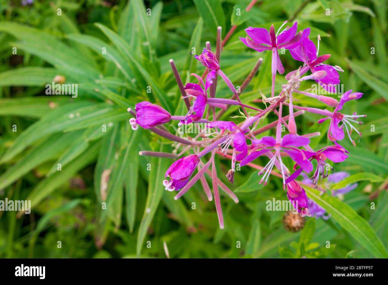 Gamolium de Chamaenerion. Fleurs de saules à feuilles étroites dans la forêt. Banque D'Images