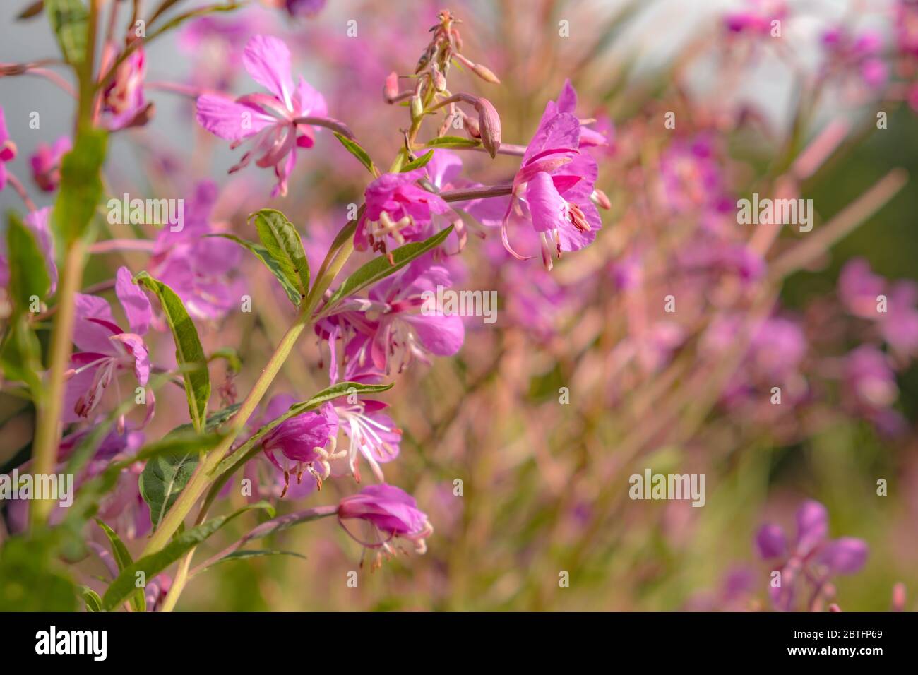 Gamolium de Chamaenerion. Fleurs de saules à feuilles étroites dans la forêt. Banque D'Images