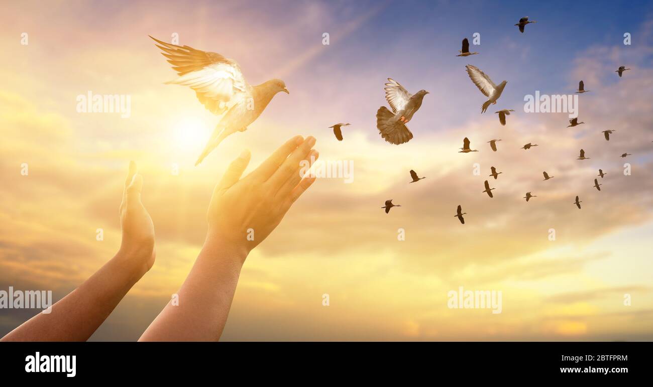 La femme libère le pigeon dans le ciel. Banque D'Images