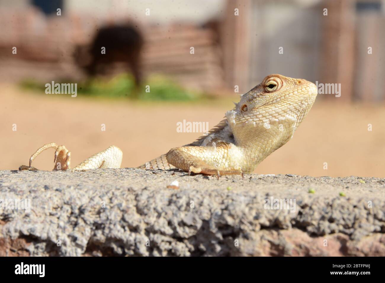 Un caméléon assis sur le mur attendant de manger Banque D'Images