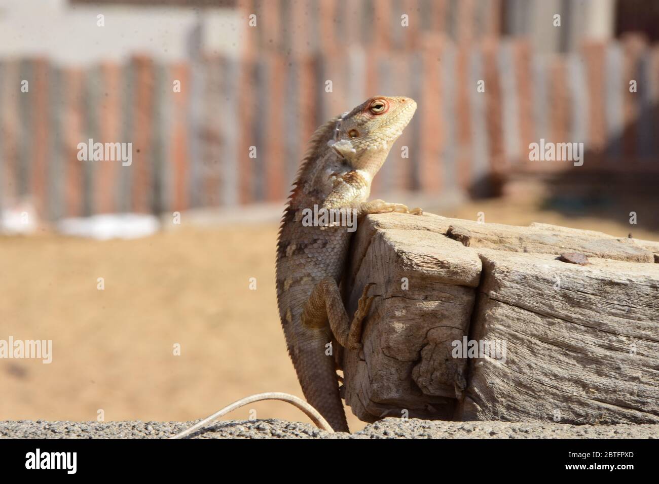 Un caméléon assis sur un bois à la recherche de nourriture Banque D'Images