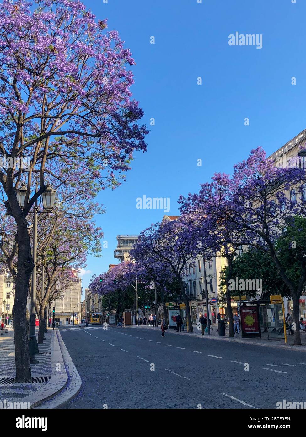 Arbres jacaranda en fleurs sur la place Rossio, Lisbonne Banque D'Images