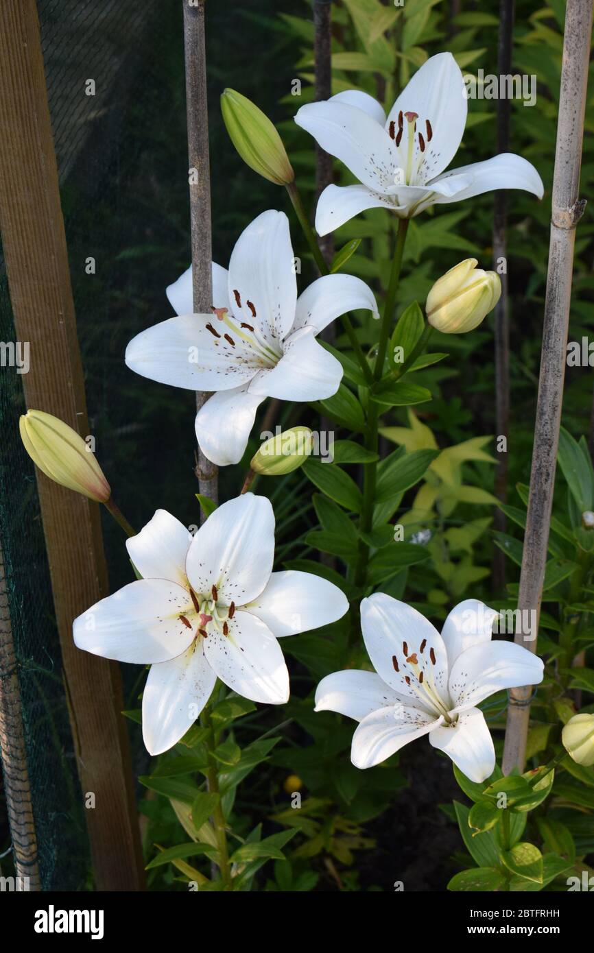 L'eyeliner Lilium Banque D'Images