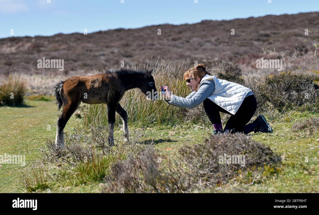 Poulain de deux jours posant pour la photo pour femme randonneur Randonnée dans les collines Shropshire chevaux de poney foal sauvages long Mynd 2020 téléphone photo photographe Royaume-Uni Banque D'Images