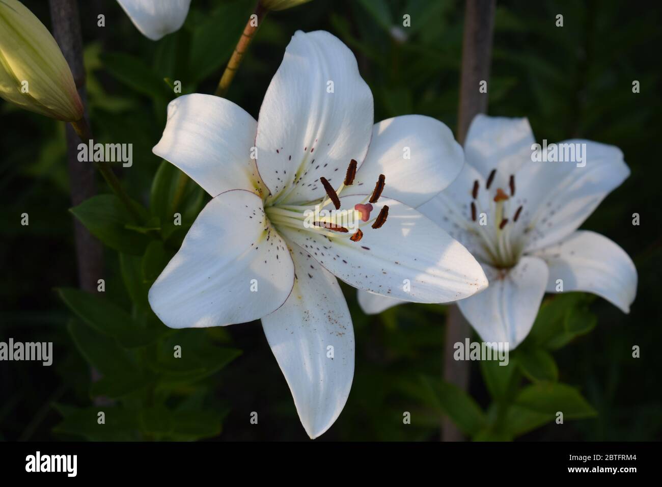 L'eyeliner Lilium Banque D'Images
