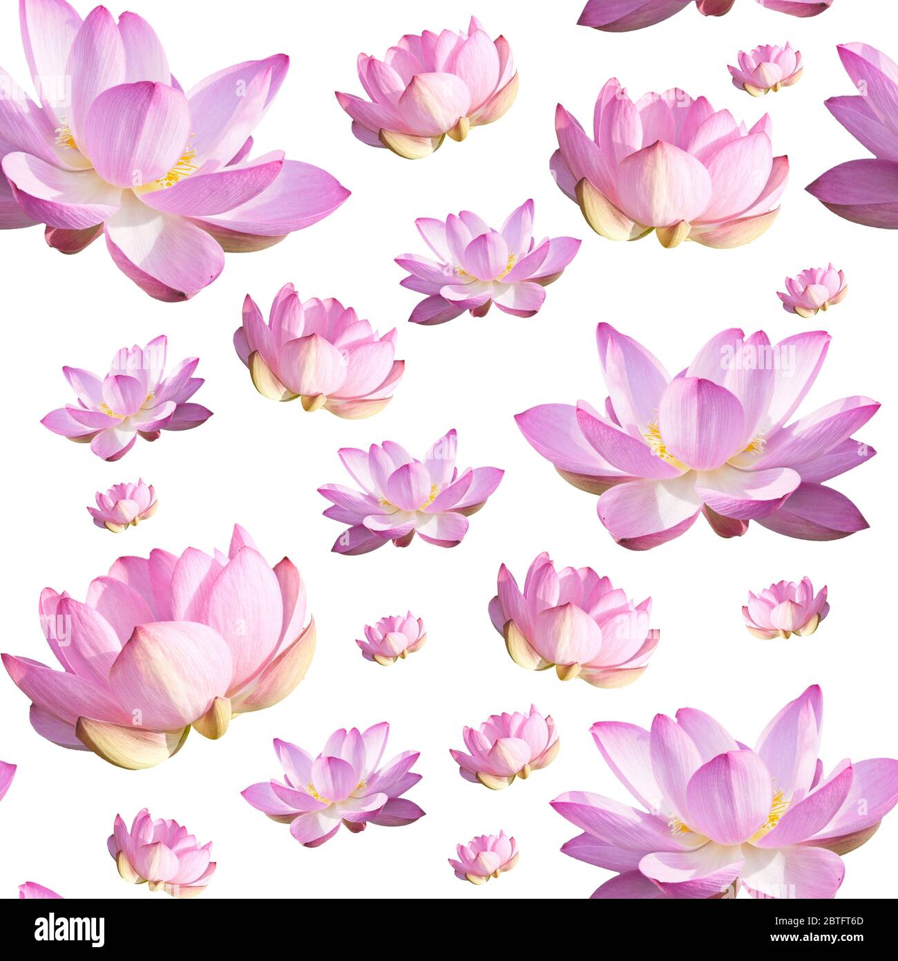 Fleur de Lotus rose. Motif floral botanique sans couture. Sur blanc Banque D'Images