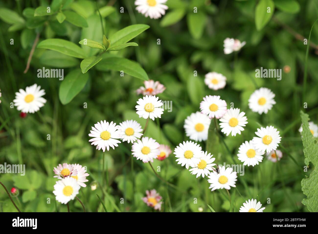 Gänseblümchen, Daisy Banque D'Images