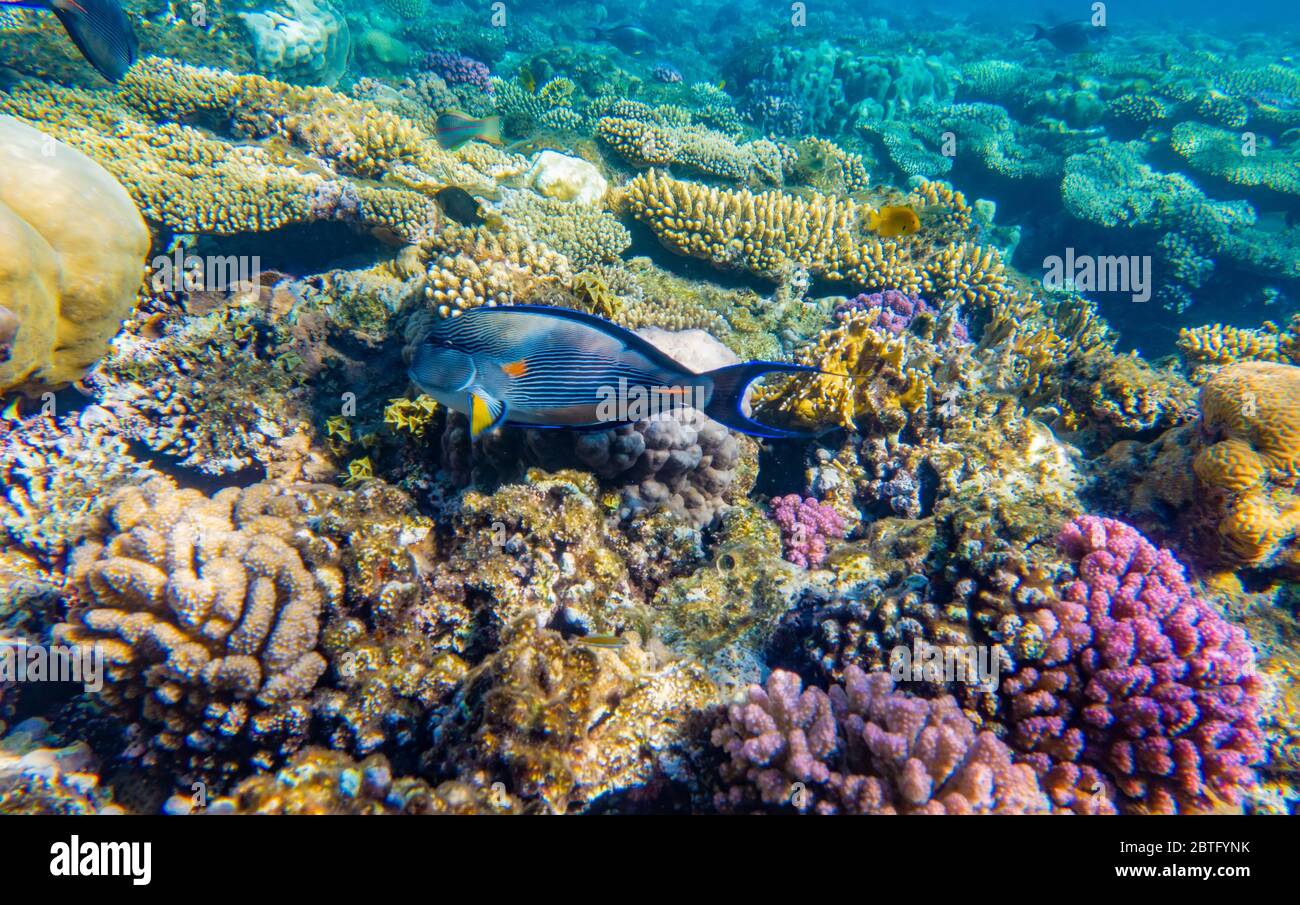 Poissons tropicaux sur le récif de corail dans le parc national de Ras Mohammed, Égypte Banque D'Images