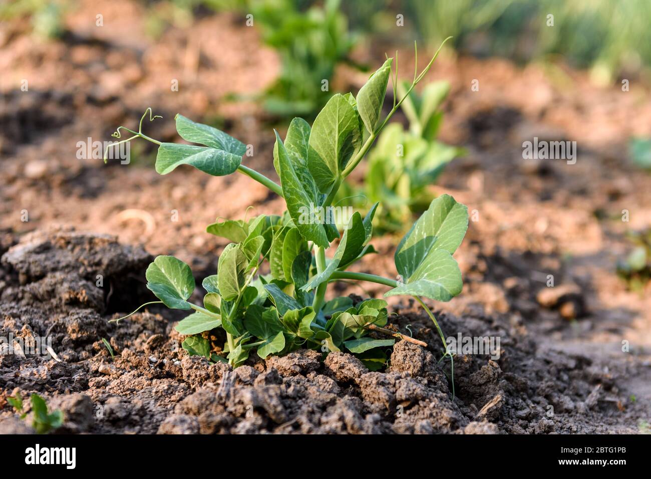 Une jeune plante de pois verts dans le jardin du début du printemps. Banque D'Images
