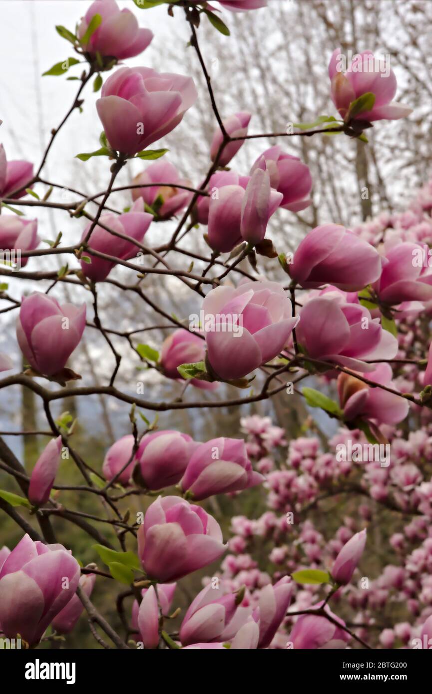 Arbre à fleurs de Magnolia, famille des magnolicaceae Banque D'Images