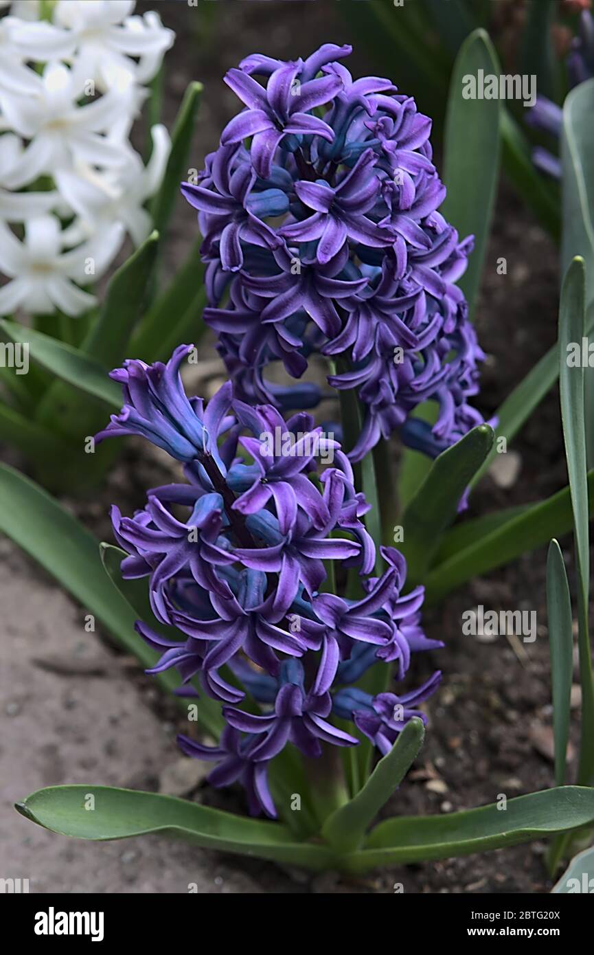 Gros plan de la fleur de la jacinthus orientalis bleu. Banque D'Images