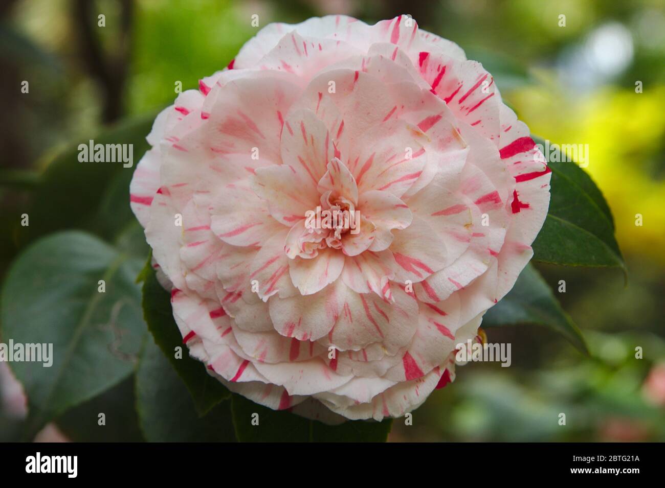 Gros plan de la fleur de camellia japonica, Contessa Lavinia Maggi. Banque D'Images