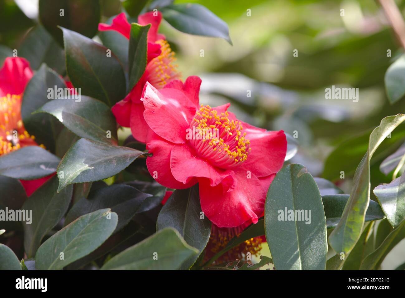 Photo en gros plan du camélia rouge. Theaceae camellia japonica Momiji-Gari en gros plan dans le jardin. Banque D'Images