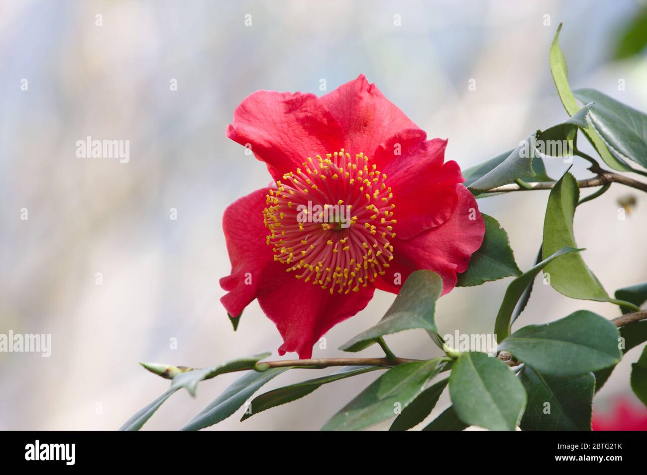 Photo en gros plan du camélia rouge. Theaceae camellia japonica Momiji-Gari en gros plan dans le jardin. Banque D'Images