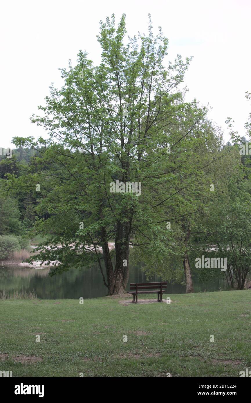 Vider le banc sous un arbre faisant face à un lac Banque D'Images