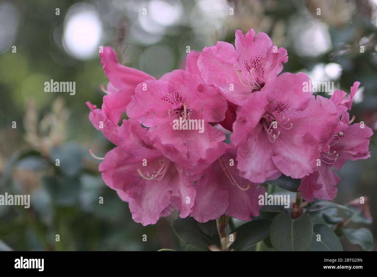 Ericaceae rhododendron gros plan. Azalée rose. Banque D'Images