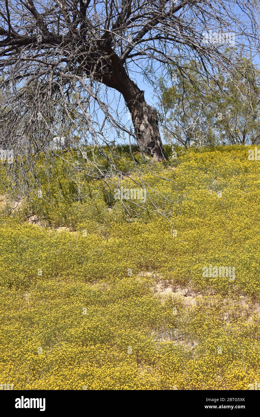 Globe camomille en pleine floraison. Une plante envahissante à l'ouest de Metro- Phoenix, AZ. Joli en fleur mais un brun tinder-sec risque d'incendie pendant les Arizona chauds Banque D'Images