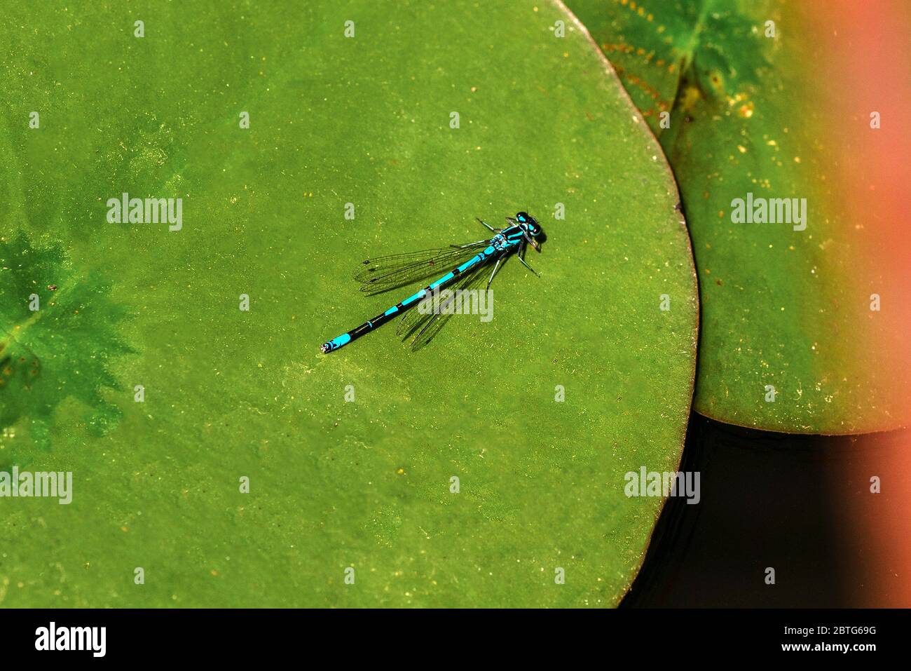 Mâle Azure Damselfly, puella de Coenagrion assise sur une feuille de nénuphars dans un étang de jardin du Hampshire en mai, Angleterre, Royaume-Uni Banque D'Images