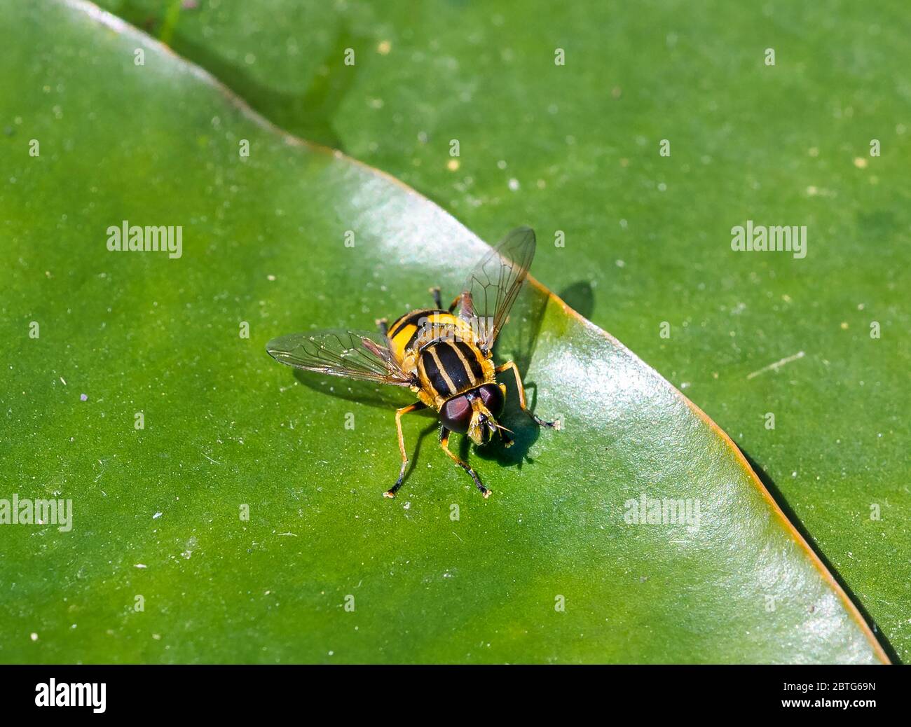 Gros plan d'un aéroglisseur ou aussi appelé syrphide mouche ou mouche de fleur reposant sur la feuille d'un nénuphars par un étang dans un jardin dans le sud de l'Angleterre, Royaume-Uni Banque D'Images
