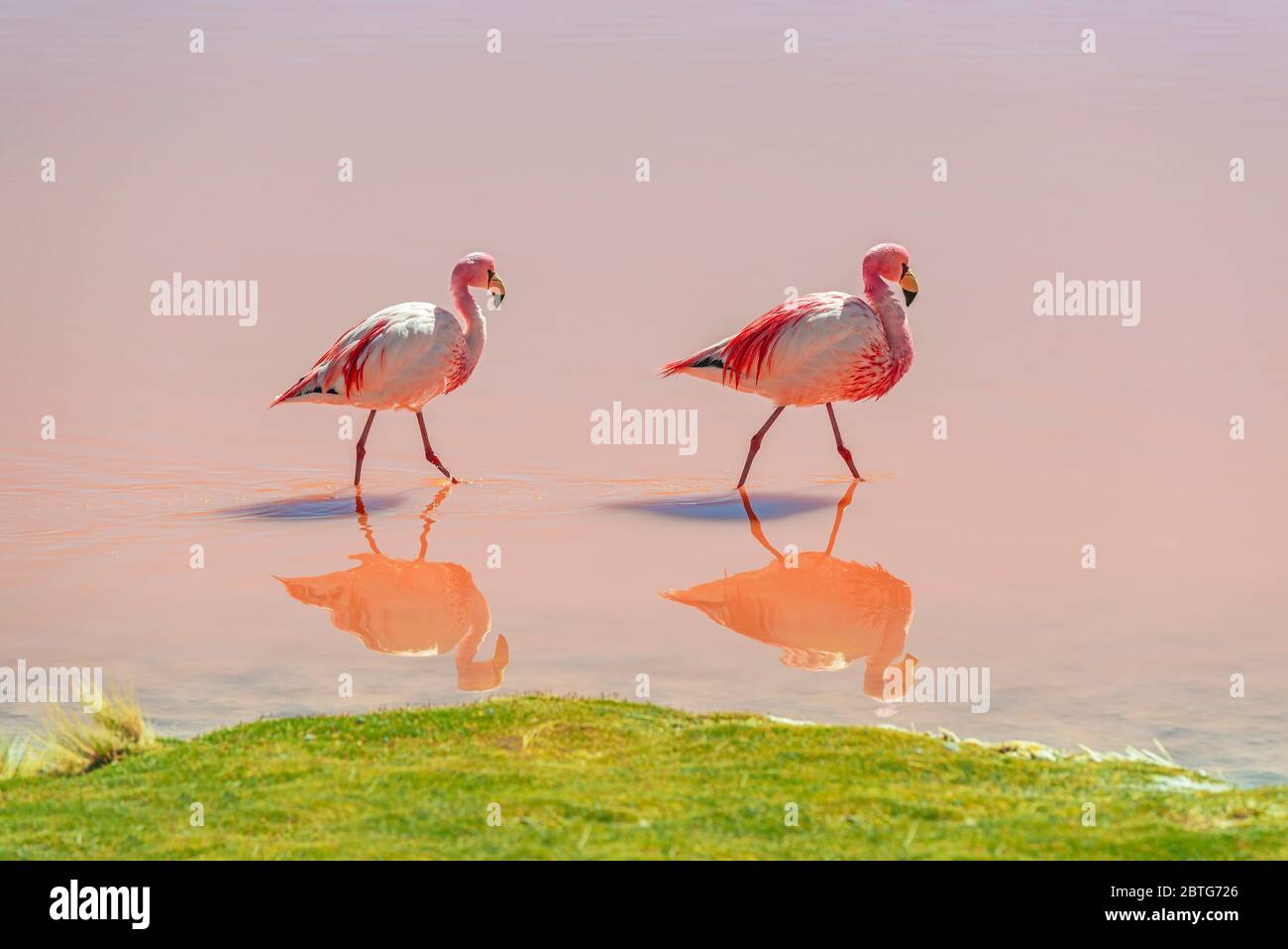 Un couple de James Flamingo (Phoenicarrus jamesi) qui se frayent dans les eaux de la Laguna Colorada (lagune Rouge), désert de sel plat d'Uyuni, Bolivie. Banque D'Images