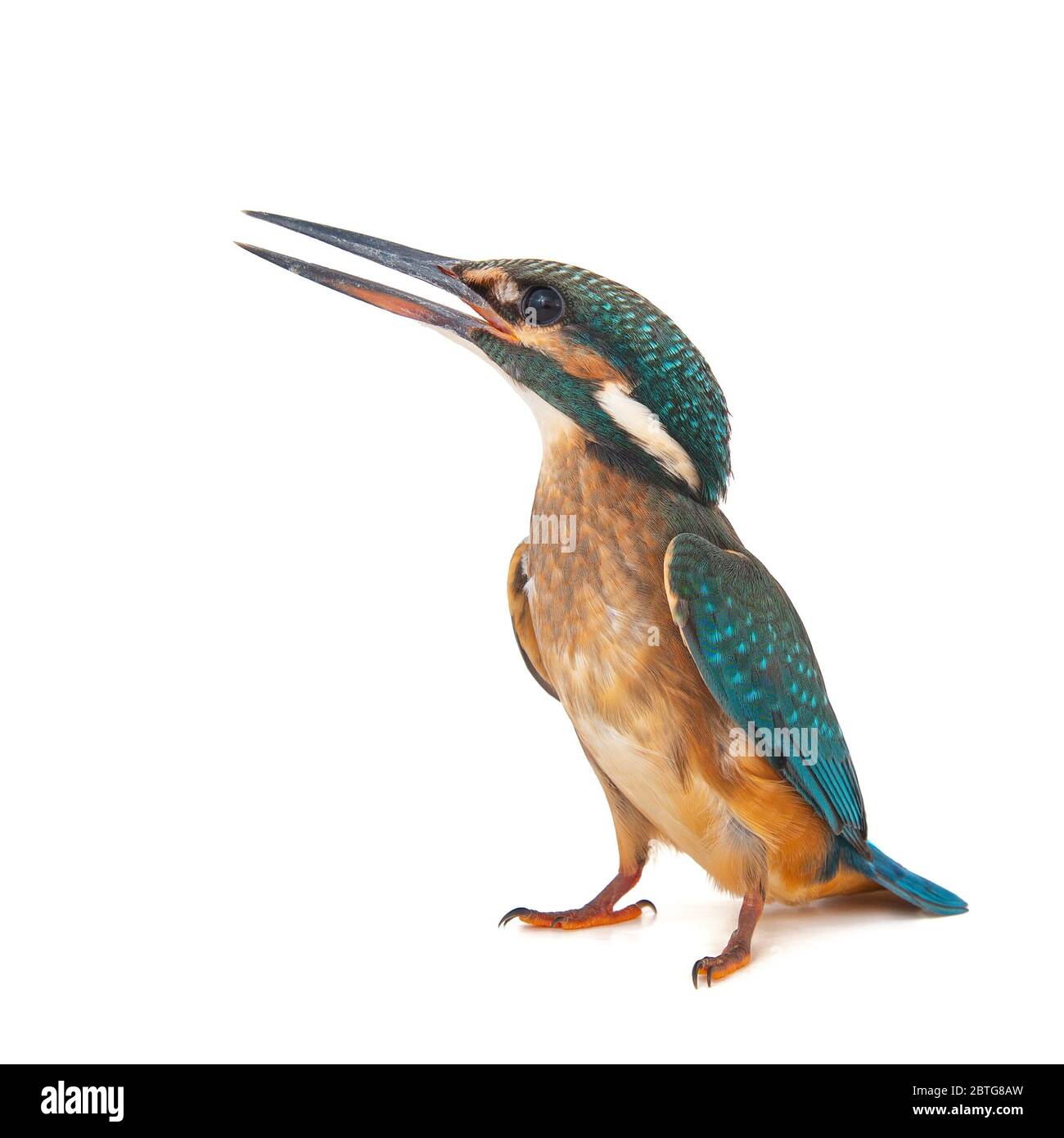 Kingfisher commun, Alcedo atthis, isolé sur fond blanc, nature exotique Banque D'Images