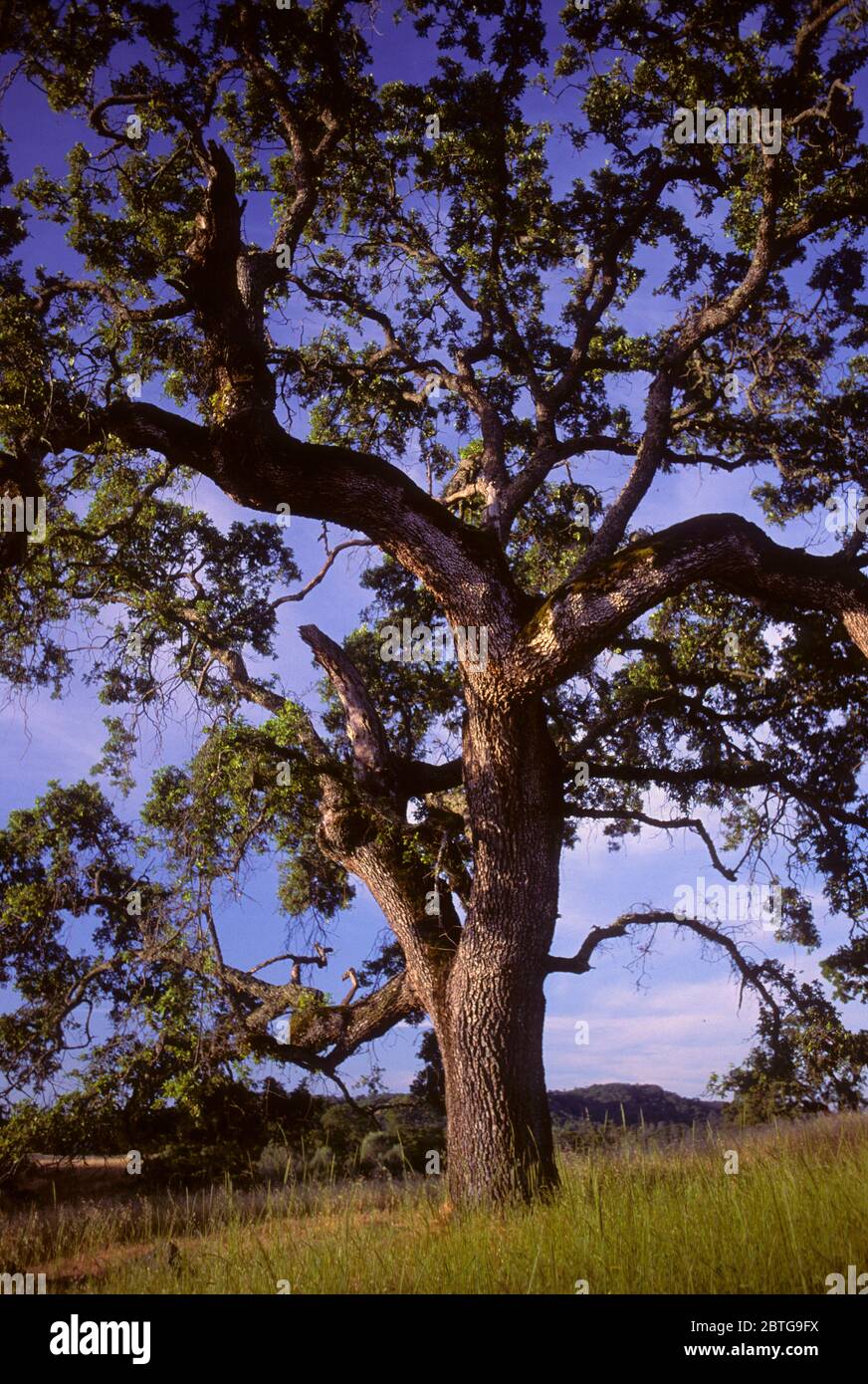 Oak, parc régional Henry COE, Californie Banque D'Images