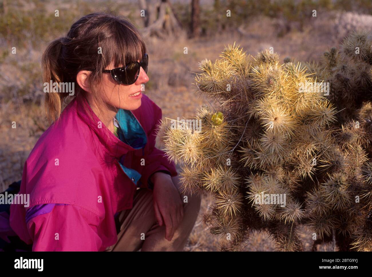 Cholla, Saddleback Butte State Park, Californie Banque D'Images