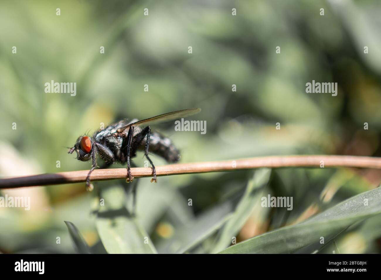 Mouche maison mouche (Musca domestica) sur fond vert Banque D'Images