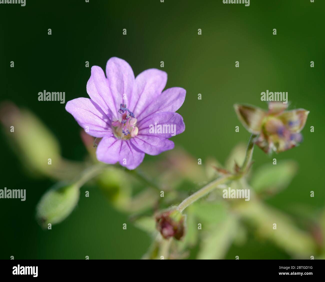 Hedgerow Crane's-bill - Geranium pyrenaicum Flower and Bud Banque D'Images