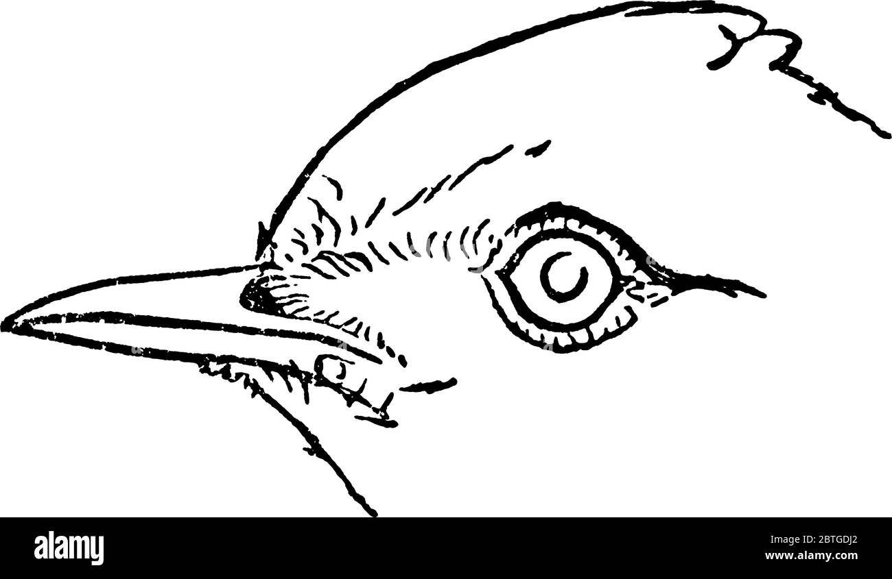 On y voit l'oiseau de passereau de taille moyenne, l'espèce d'Alauda arborea, le visage de Lark avec des distincteyes et des billets pointus avec lesquels ils creusent à un Illustration de Vecteur