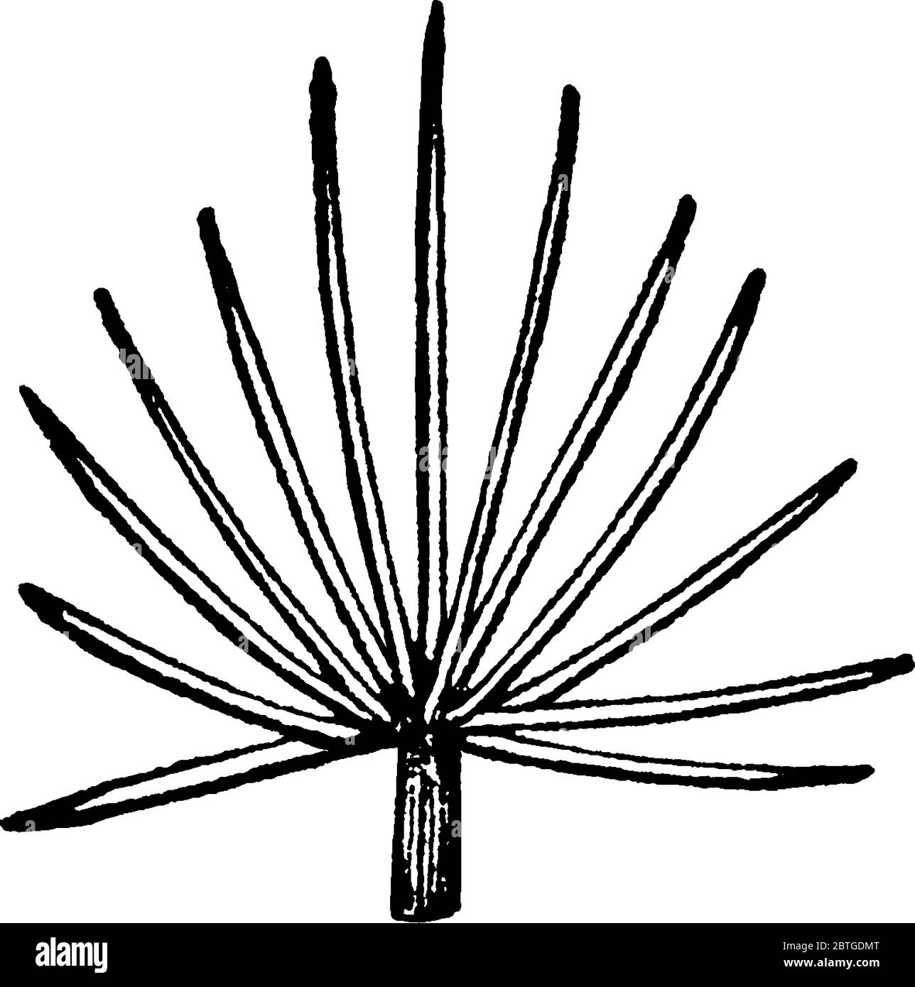 Feuilles de plante ressemblant à un ventilateur, dessin de ligne vintage ou illustration de gravure. Illustration de Vecteur