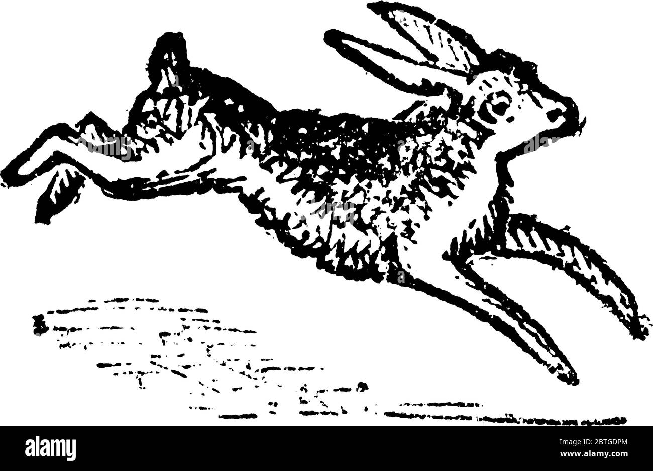 Le lièvre est un mammifère à longue date qui ressemble à un grand lapin de la famille des Leporidae., dessin de ligne vintage ou illustration de gravure. Illustration de Vecteur